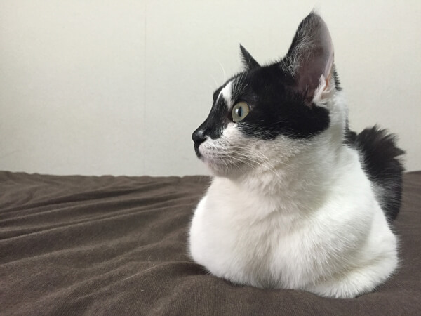 ミックス猫、ゆいちゃん