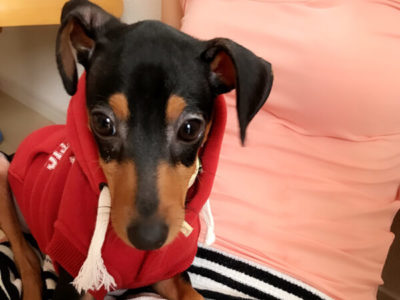 ミニチュアダックス、パスタちゃんの口コミ画像