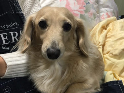 ミニチュアダックス、きなさんの口コミ画像