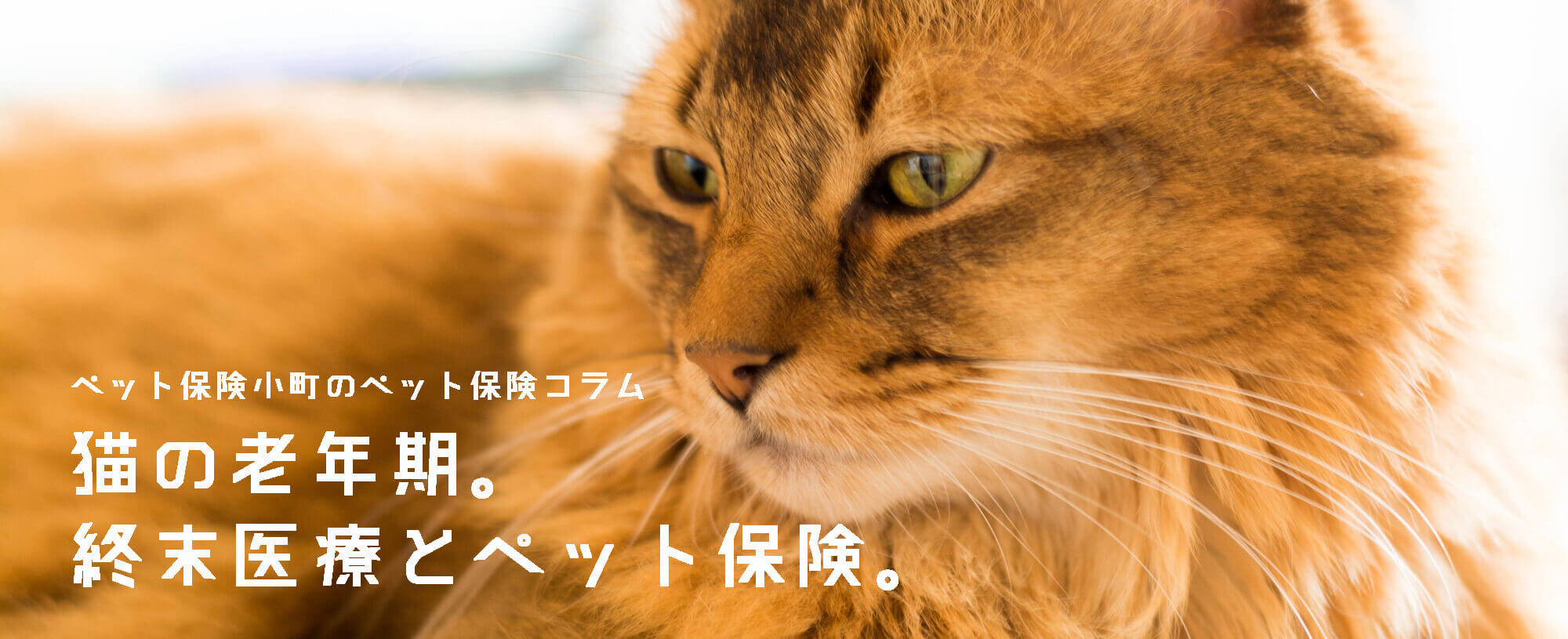 猫の老年期 終末医療とペット保険について ペット保険小町