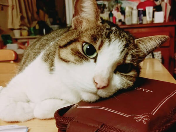ミックス猫、いちこさんの口コミ画像