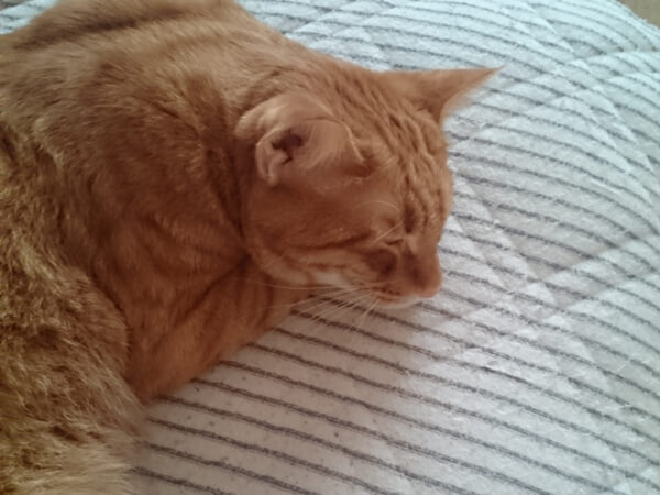 猫、雑種のくるみ みみくん