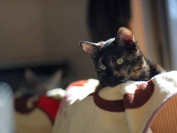ミックス猫、7歳、ピーコさん