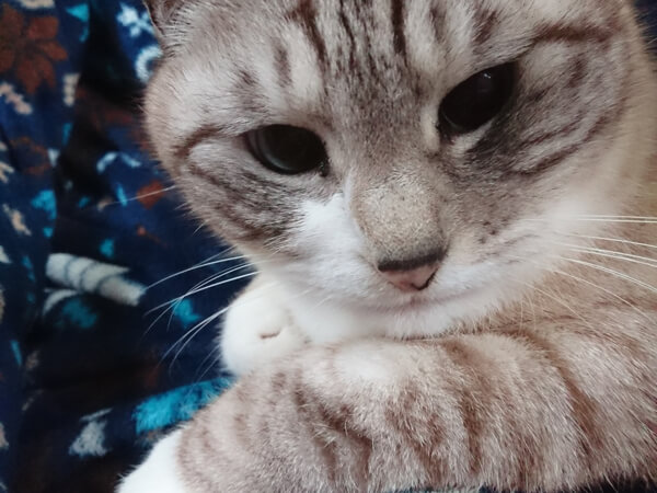 ミックス猫、7歳、レイさん