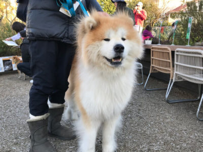 秋田犬、10歳、グリちゃん
