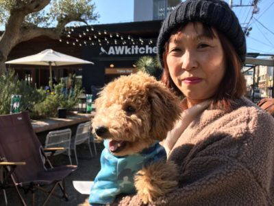 トイプードル、0歳、レインちゃん