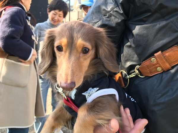 カニンヘンダックス、4歳、こうめちゃん