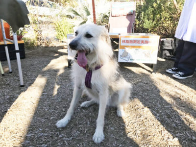 ミックス犬、年齢不詳、ちまきちゃん