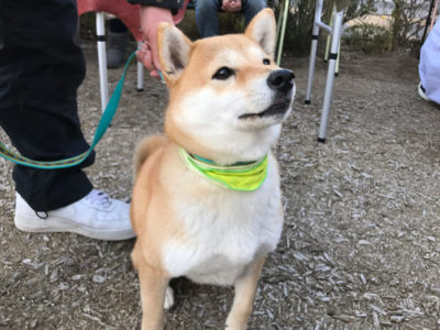 柴犬、3歳、マロンちゃん