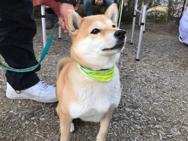 柴犬、3歳、マロンちゃん