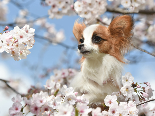 犬種-サムネイル-パピヨン