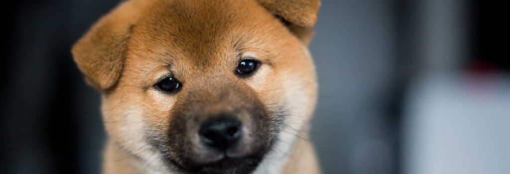 見つめる柴犬