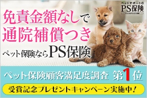 他の犬と被らない 素敵で珍しい名前のつけ方を伝授 ペット保険小町ブログ