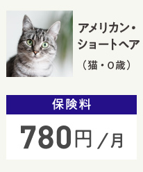アメリカンショートヘアー(猫0歳) 保険料780円/月