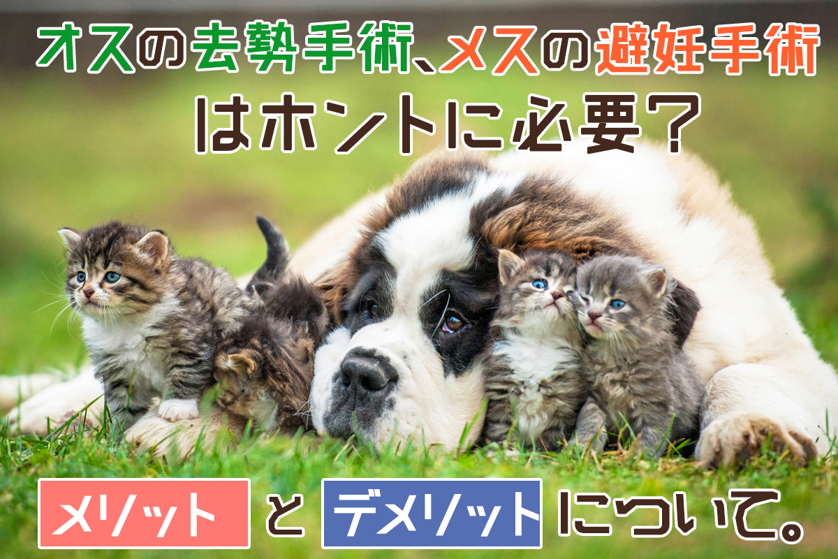 本当に必要？犬・猫の去勢と避妊のメリット・デメリット ペット保険小町