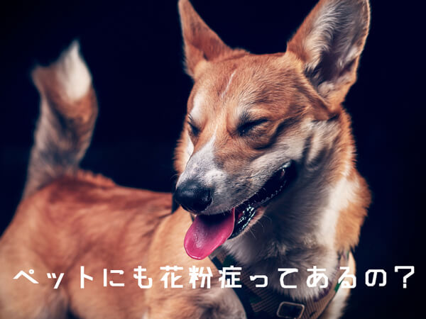 ペットに花粉症ってあるの？