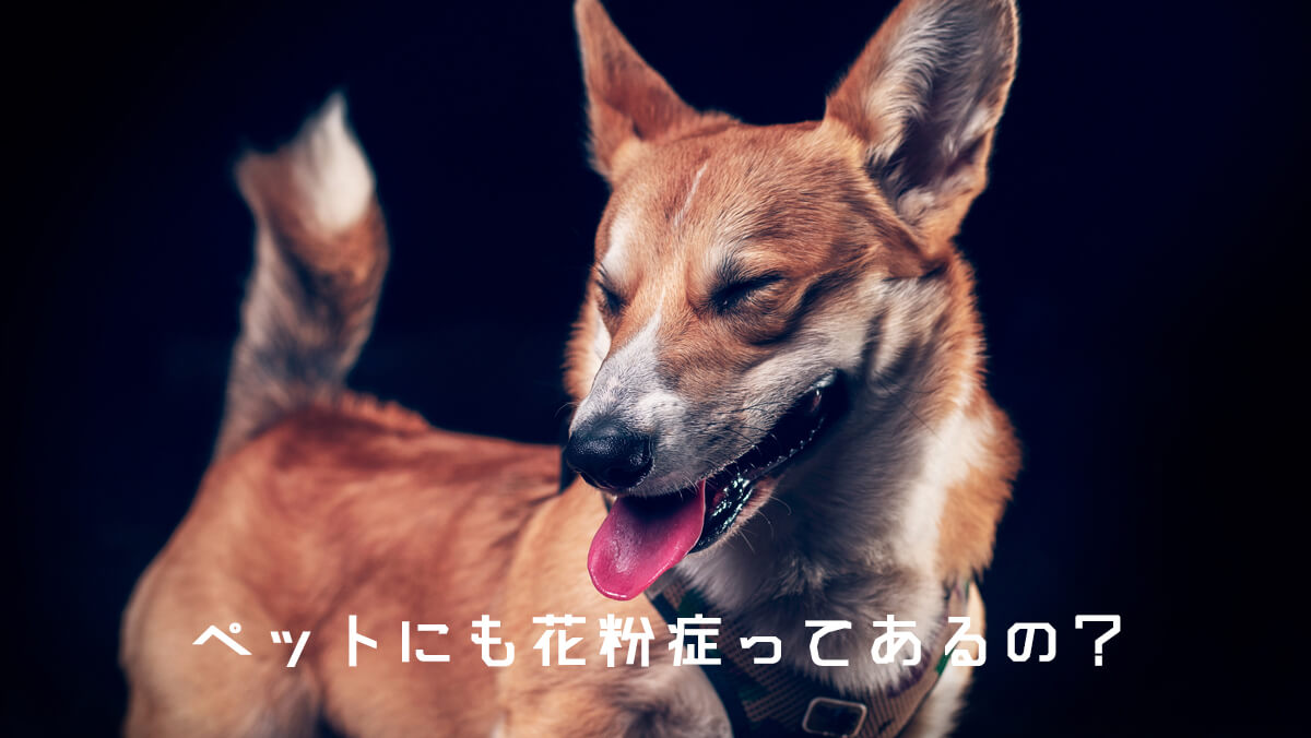 ペットにも花粉症ってあるの？