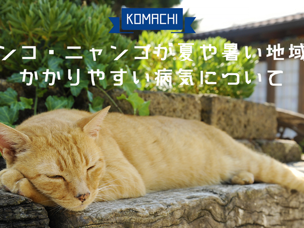 ワンコ・ニャンコが夏や暑い時期にかかりやすい病気について