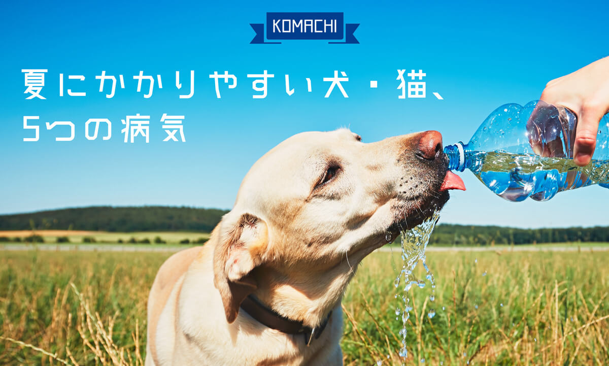 夏にかかりやすい犬・猫の5つの病気
