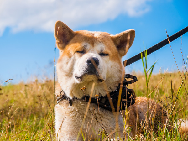秋田犬、ペコちゃん（お客様都合により写真はダミーです）