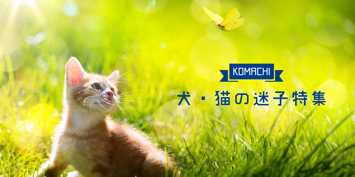 犬・猫の迷子特集