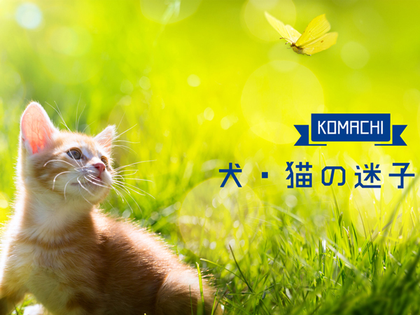 犬・猫の迷子特集・サムネイル